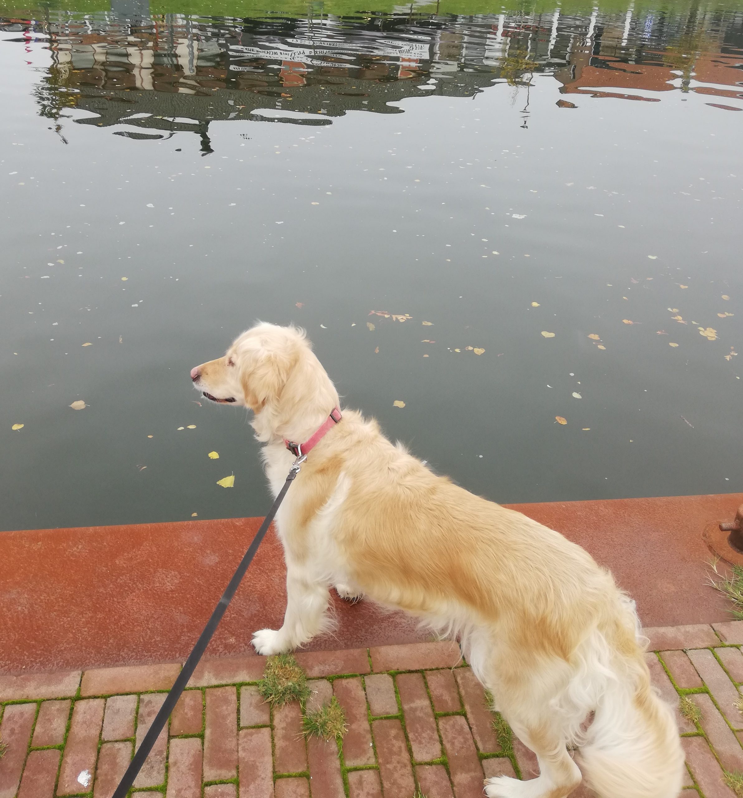 Mehr über den Artikel erfahren Ein typischer Tag bei mir – zwischen Pubertät, Hund und Alltag